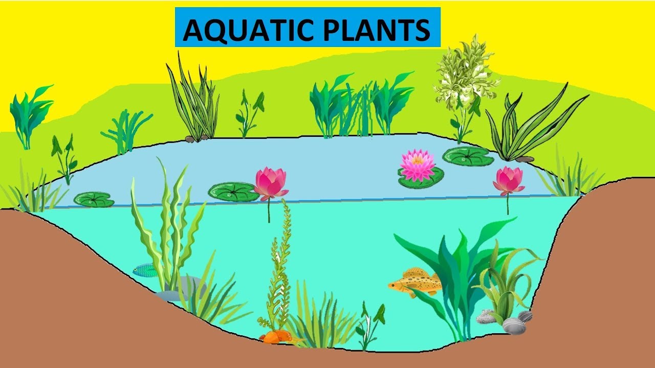 How to Draw Aquatic plants🖌Wie man Aquatische Pflanzen zeichnet - YouTube