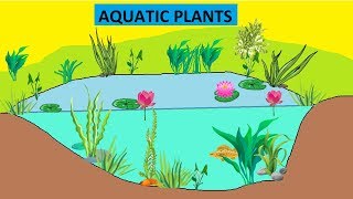 CBSE: Class 4: Science: Aquatic Plants