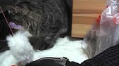 猫 蹴るまとめ Youtube 猫 蹴るまとめ Youtube