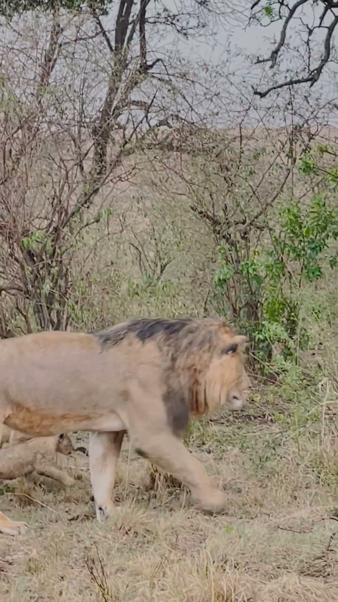 Black Necked Spitting Cobra Scares Off Lion Pride || ViralHog