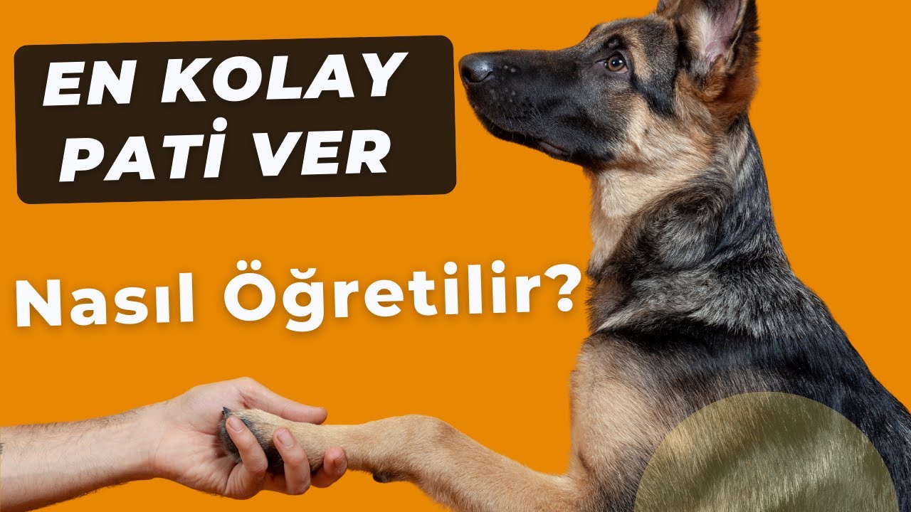 Köpeğimize En Kolay Pati Ver Öğretme Şekli | Köpek Eğitimi