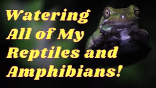 Watering All of my Reptiles and Amphibians!