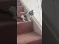 黒は段ボール捨て猫の最初の子　シロ黒は道で行き倒れだった