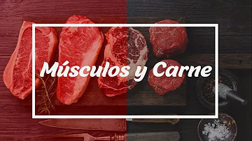 ¿Qué carne desarrolla más músculo?