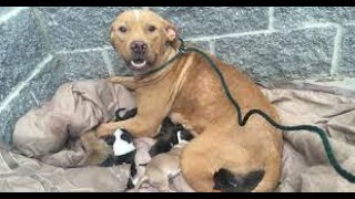 Pit Bull Gives Birth To 10 Puppies And Then The Unforgivable Happens