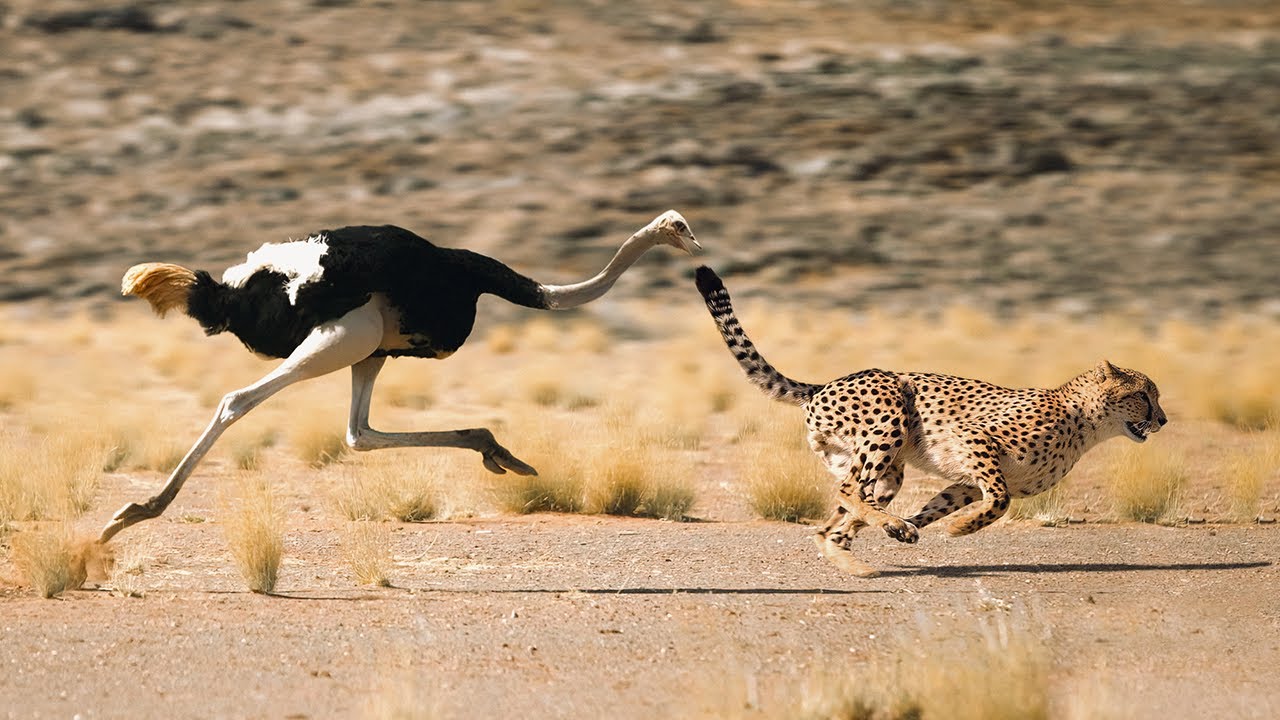 Animales que no se pueden desplazar