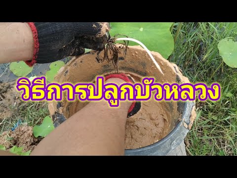 วิธีการปลูกบัวหลวง