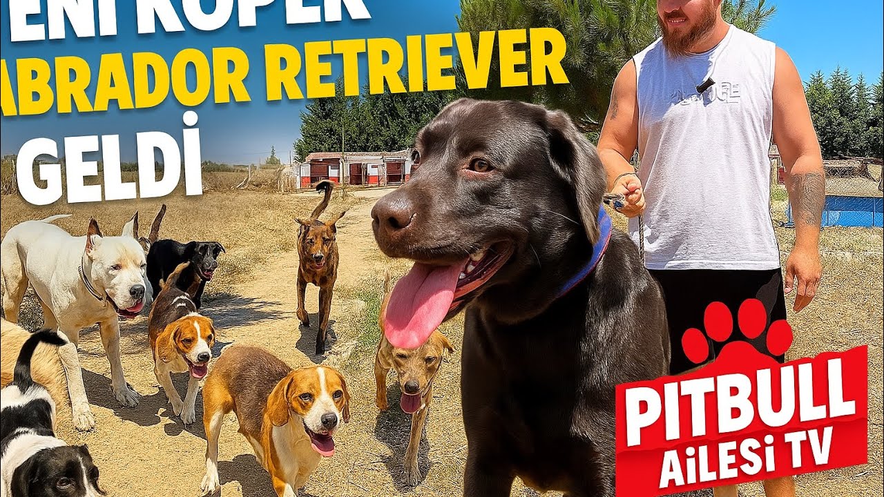 Yeni Köpek Labrador Retriever Geldi 🐶 -  Pitbull Ailesi TV