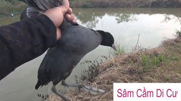 Bẫy chim Sâm Cầm Đầu mùa 2022 ( Chia sẻ cách bẫy )