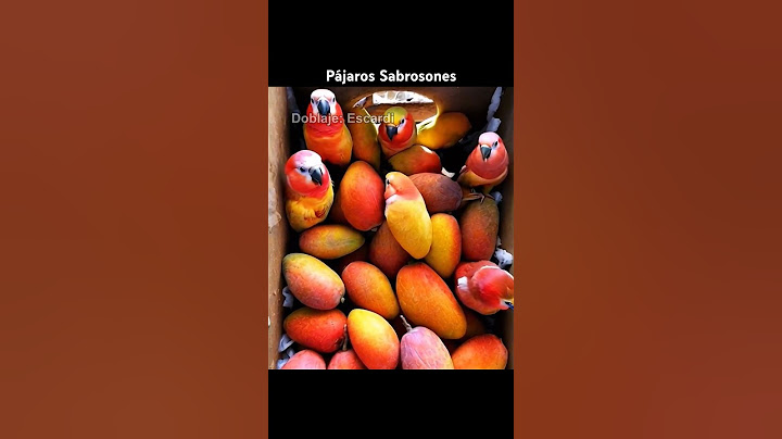PAJAROS SABROSONES