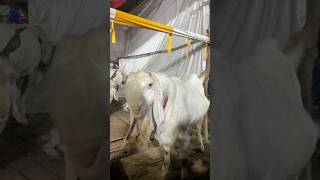 Deonar Bakra Mandi 2025 Today Live Update