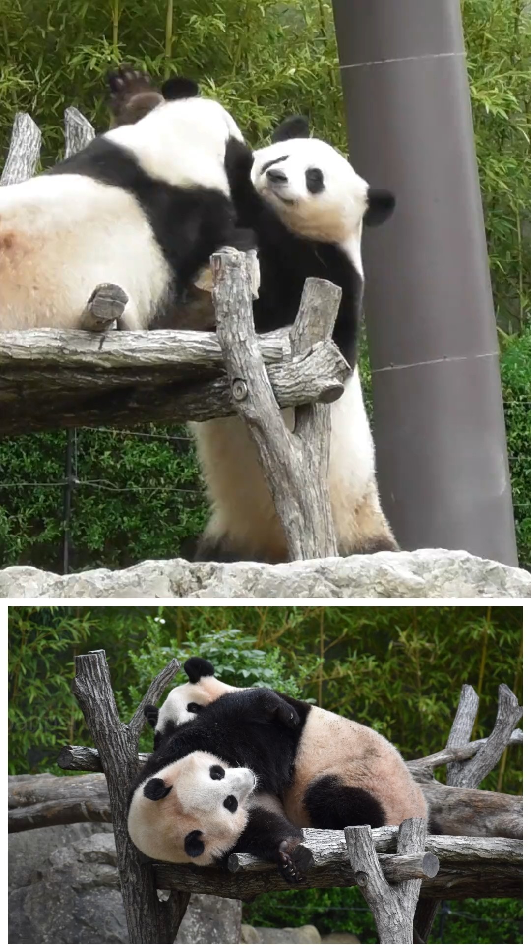 pan panda565 - YouTube