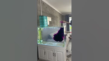 Let the customer take away the goldfish, and then a thorough disinfection can be carried out!#fish