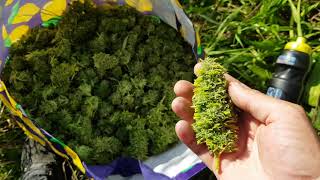 UK GUERRILLA GROWING 2019 SEASON