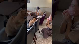 Girl's Playtime with a Playful Cat