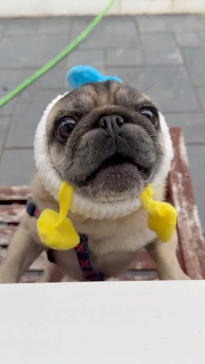 No More TREATS?! 😡 #pugs #dogs #puppydog