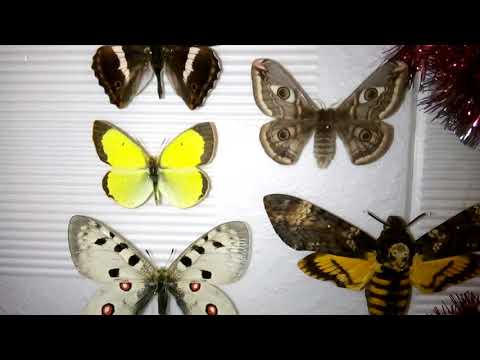 Бабочки из Красной книги.