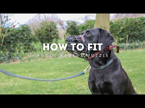 How to fit a Basket Muzzle