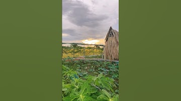 Lần đầu ăn thử lá sen non cuốn với cá lóc nướng chấm mắm me #shorts