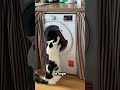 Le Chat Technicien : “Laissez‐moi entrer, machine !”