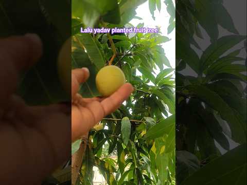 planted fruit tree #viral #trending #ytshorts