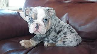 SHRINKABULL S LUCA MALE ENGLISH BULLDOG PUPPY FOR SALE
