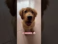 one month vs one year old golden retriever transformation