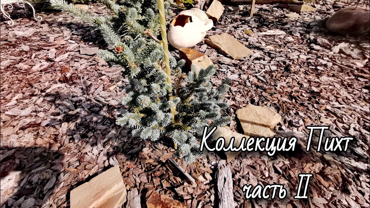 Коллекция Пихт Мечтательницы 2025🔥! Часть II #обзор #сад #garden #пихты