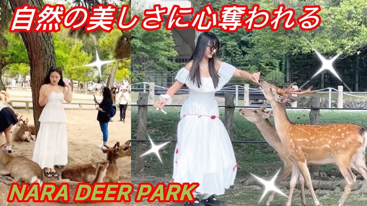 自然の美しさに心奪われる🫎| Nara Deer park | interesting deer park in japan 🇯🇵 
