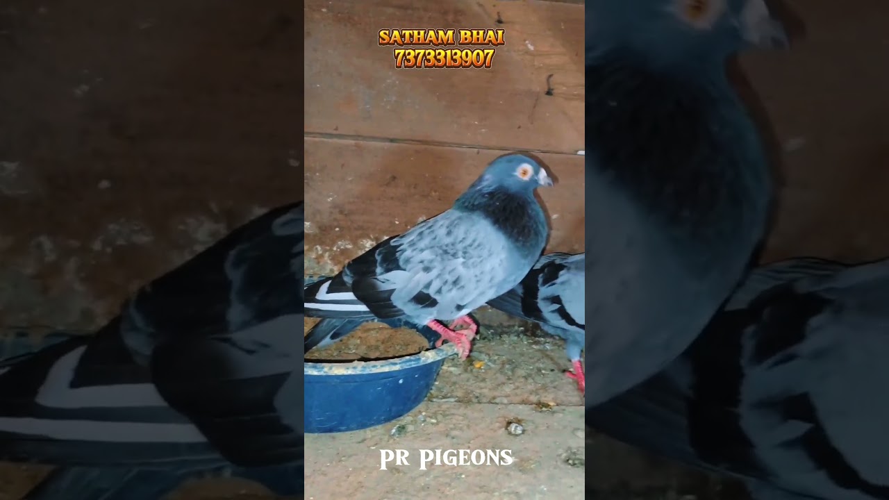 💥🕊️Best quality high flyer | Timing pigeon for sale | 5+ hours flying   resulted 