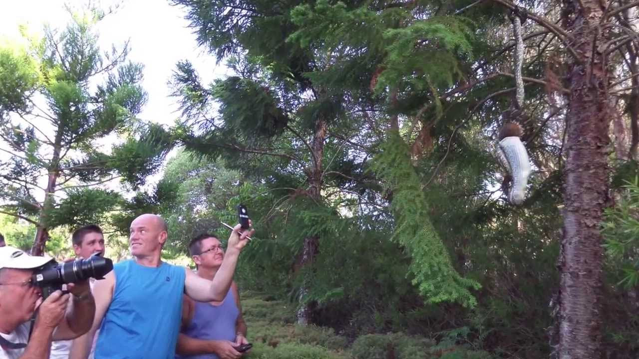 Python eating a possum