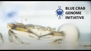 Blue Crab Genome Initiative