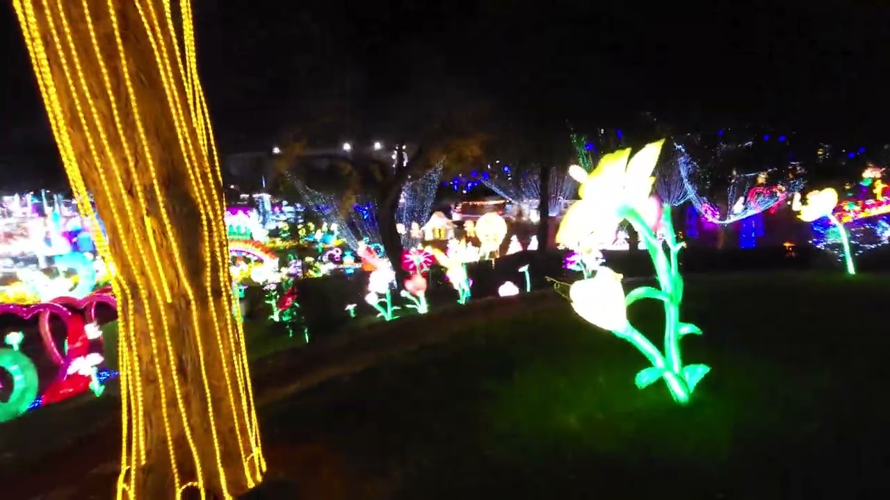 Field of poppies 🌺 