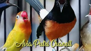 Latih EMOSI murai batu anda dengan murai ini