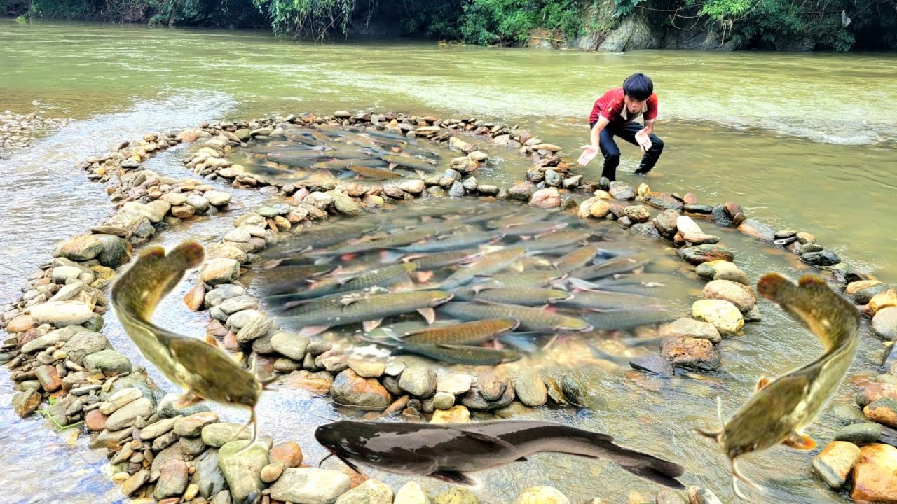 Secret Fish Traps The Secret of Arranging Stones to Create Handmade Fish Traps, Ancient ...