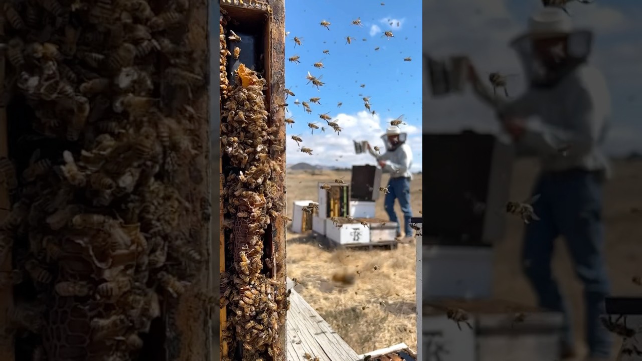 Bees Robbing Honey! 🍯🐝 