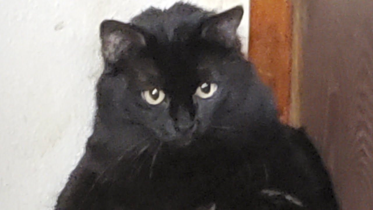 Timeless Harmonie is live! Kitties Coffee Chat......