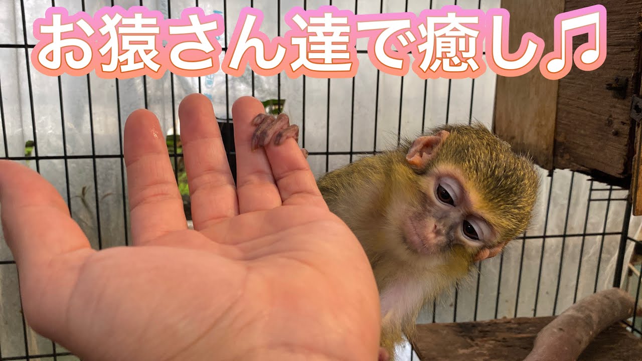 新生活でちょっと疲れた方！草津熱帯圏の触れるお猿さん達に癒されてみてはいかがですか？？