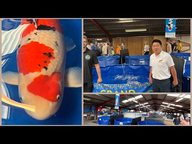 GREAT BRITISH KOI SHOW!!! TALKING TO DEALERS + WE SUPPLIED THE CHAMP!!