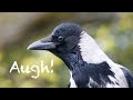 Can crows get frustrated
