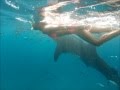 Плаваем с китовыми акулами в Ослобе, Филиппины/Whatching Whale Shark, Oslob, Philippine