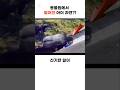 고릴라 사육장에 떨어진 아이 운명은 Gorilla 고릴라 사육장에 떨어진 아이 운명은 Gorilla