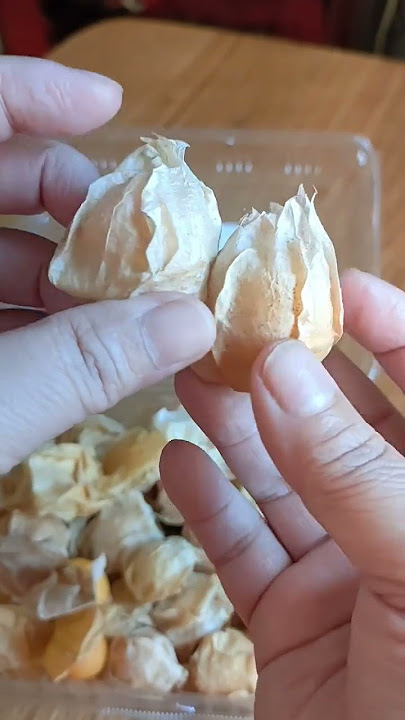 JUMBO CIPLUKAN #shorts #youtubeshorts