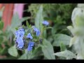 Forget Me Not Complete Growing Guide From Seeds To Flower ~ Ep 100