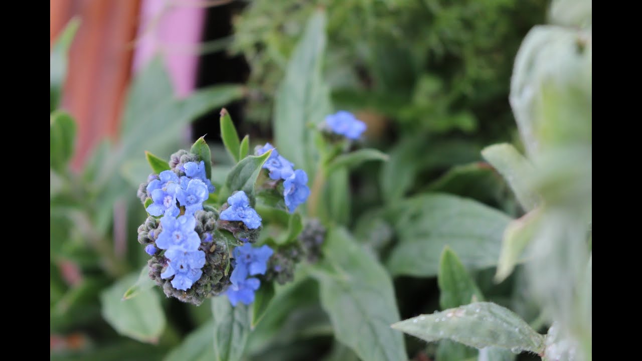 The story of the forget-me-not - Les thés FloralTea