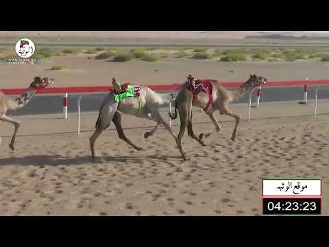 الشوط 10 اصايل ل فلاح جلوي بن سبعان العجمي 6 59 شارة الديوان 2022 9 3 لقايا رماح