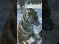 A Siberian tiger living in China