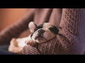 MÚSICA para DORMIR y RELAJAR PERROS 🐶 Música Relajante para Perros y Cachorros Inquietos 🐶