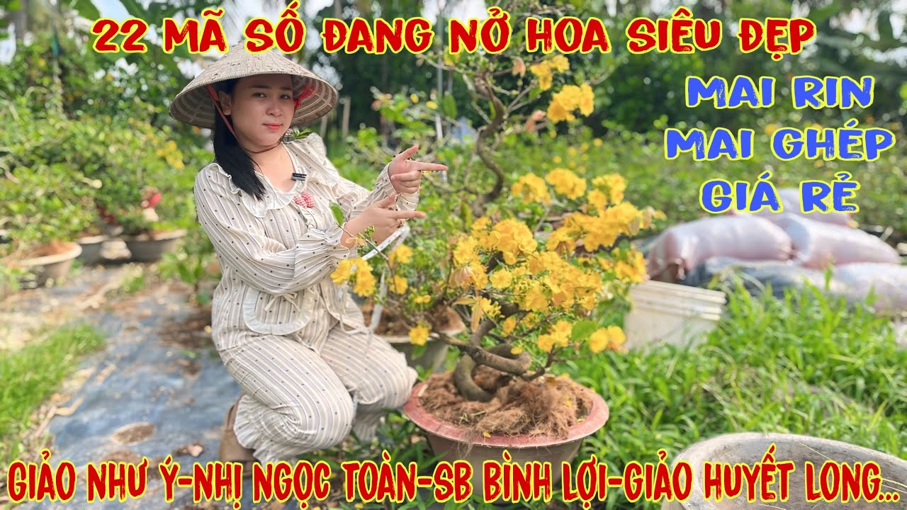 5-3☎️0706938527 Quế Anh ☎️🌳Mai Vàng Giá Rẻ🌳nhị ngọc toàn-sbbl-giảo đa phúc-giảo phú tân🌳
