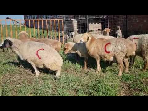 Проданы #георгиевскийдорпер #эмбрион #ягнята #дорпер #dorper - YouTube